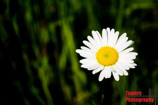 Who doesn't love daisies? One of Towers Photography's many art photo selections