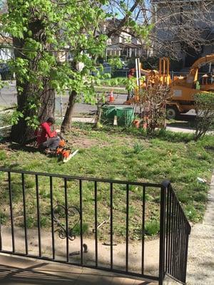 Photos of my Oak tree before and after.