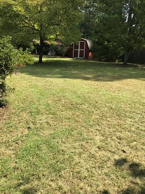 Backyard landscaping and tree trimming.