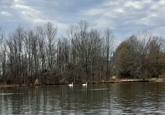 Assunpink Wildlife Management Area