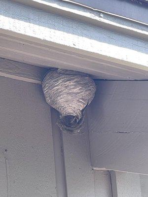 wasp nest on deck