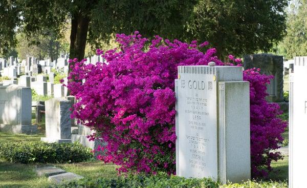 Shrubs blooming in spring.