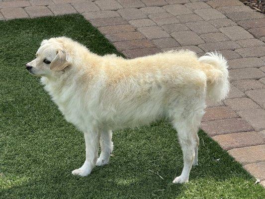 Biscuit in his groomed glory.