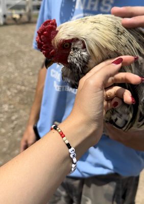 Friendly rooster