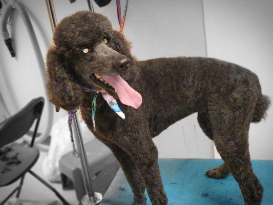 Poodle #2 after pic