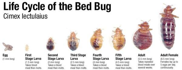 Bedbugs..