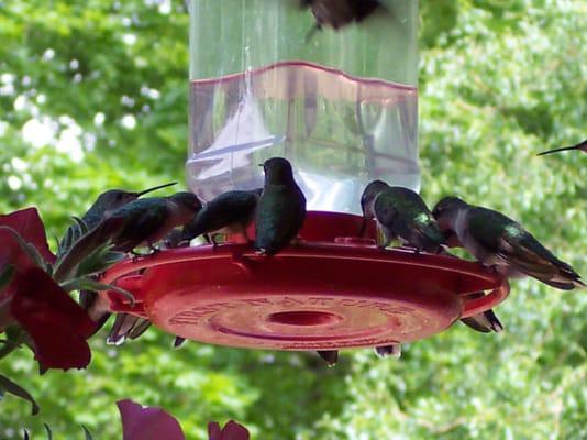 Hummingbirds Galore!!!!