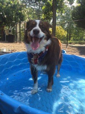 Dog pools