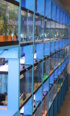 Lot's of freshwater fish available. All fish are treated with medication when they reach the store to offer the customer a better product.