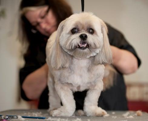 Pet Grooming, Shih Tzu