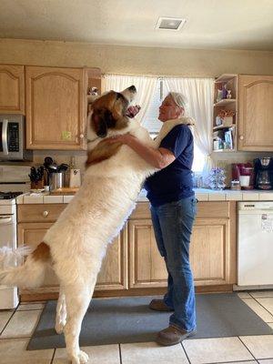 Moose my 170 lb Saint Bernard/Great Pyrenees mix after being groomed at Beth's Pet Spa