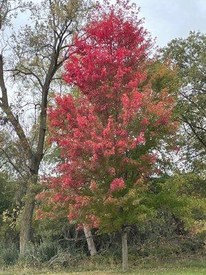 Fall color at Viking Lake State Park