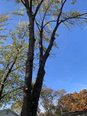 Tree trimmed over the house