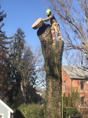 Matt’s Tree Trimming Service