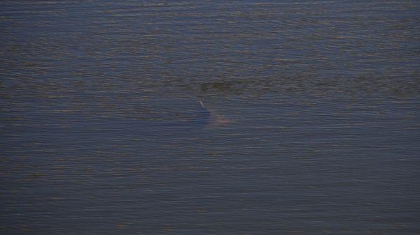 Sightfishing Redfish in new orleans