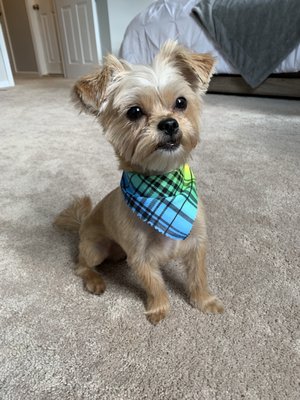 Yorkie Summer cut