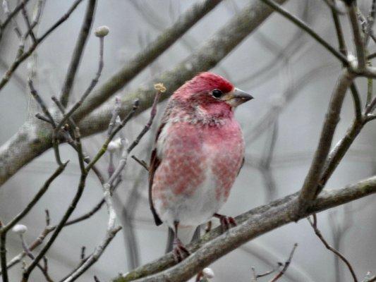 Purple Finch Male