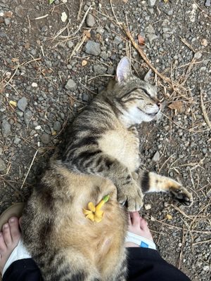 Cooper was just the cutest! I just lost my kitty and it was very refreshing to see such a friendly cat.