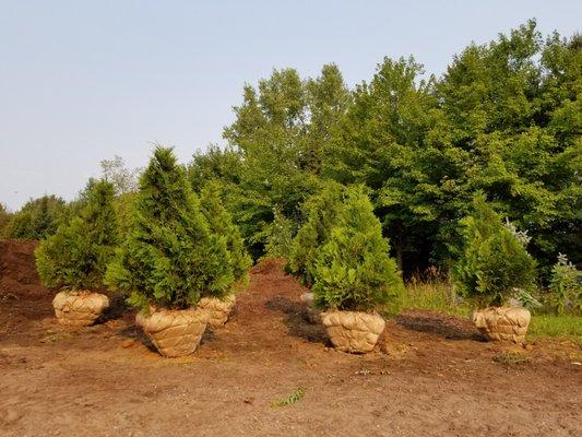 Balled and Burlapped Evergreens