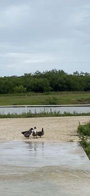 The ducks love playing in the pond. And they are in the road all the time that's why it's 5 mph.