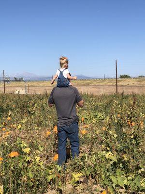 Hunting for Pumpkins!