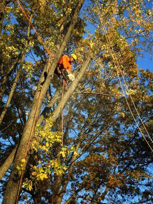 Gabriel's Tree Care Company