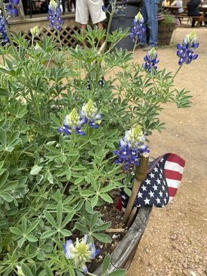 Bluebonnets