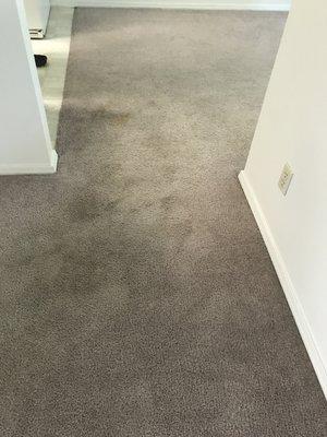 move in pics of carpet