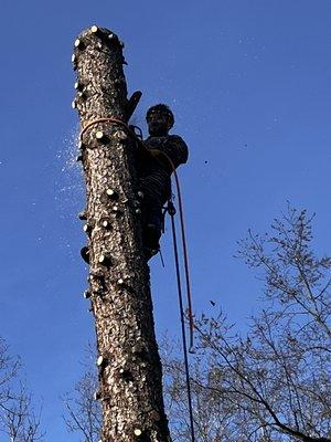 JP’s Tree Service