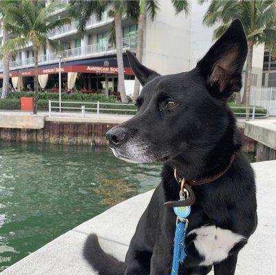 Walk by the water, Downtown Miami