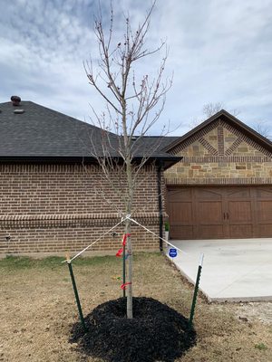 Tree Planting