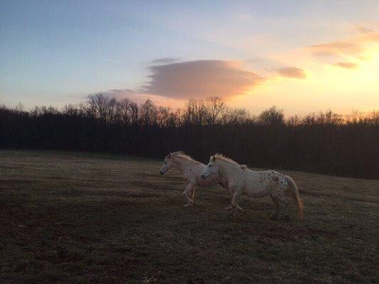 Thunder Mountain Stables