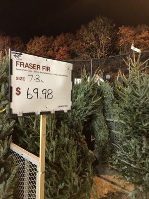 Yup, it's true.... $69.98 Fraser Fir