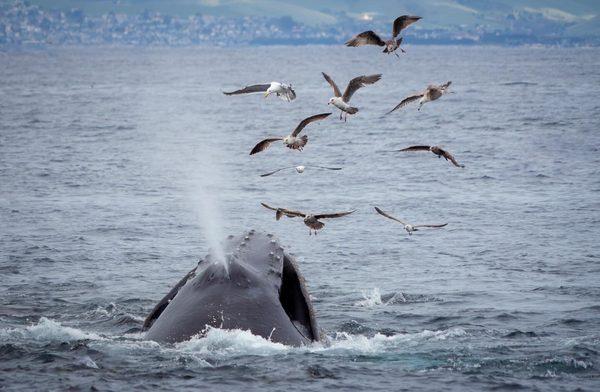 Sub Sea Tours and Kayaks