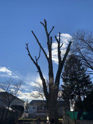 After pruning and the tree is saved for generations to come!!!