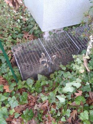 Humane raccoon removal. Linwood, New Jersey