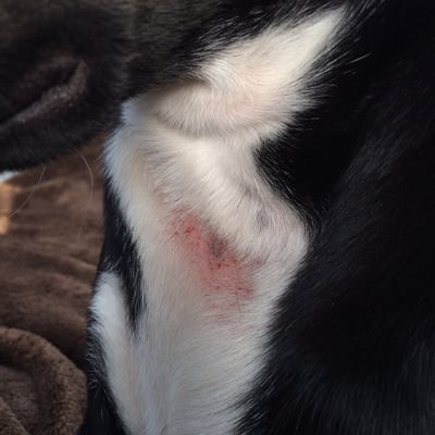 The "bite mark" from another dog