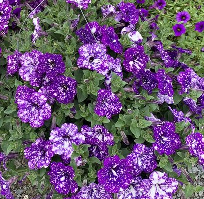 Close up of these petunias. Looks like somebody splashed them with paint.