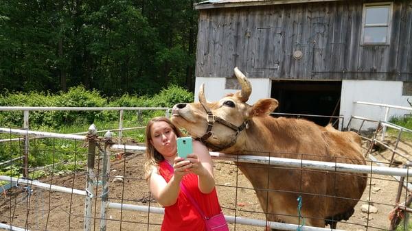 This ox loves taking selfies!