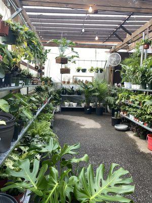 Indoor plant section so lush and beautiful