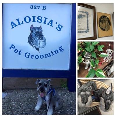 My happy, handsome & cleaned schnauzer after a visit to Aloisia grooming.