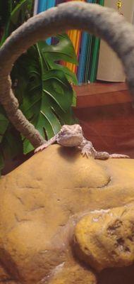 Also my bearded dragon, Spyro