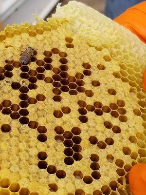 Honeycomb