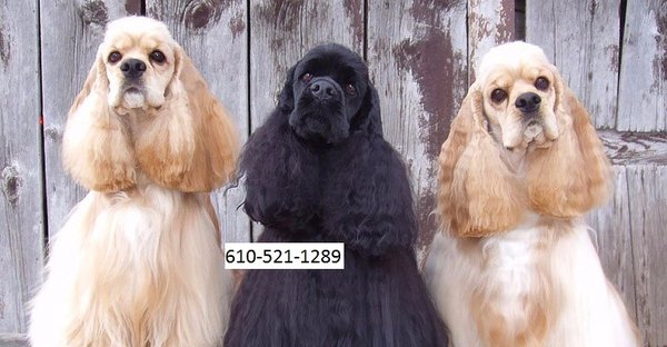 Puppy Kutz Dog Grooming Salon & Boutique. Ridley Park,Pa  610-521-1289 Professional small breed grooming.