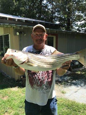 Striper in Kerr Lake, 30 in.