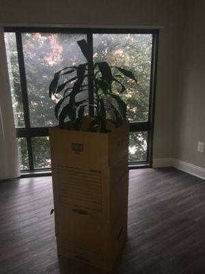 Packing a plant