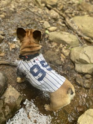 My dog cash wading in the cool water