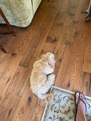 Trooper waiting to go outside to see the squirrel