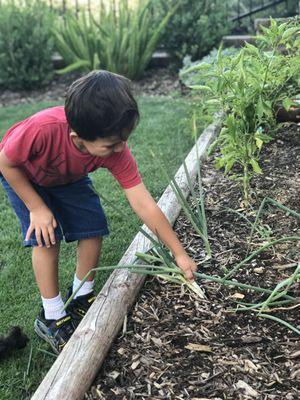 Science Garden - Picking green onions