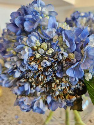 Dead hydrangeas that became wilted overnight.  I had to move them to a separate vase